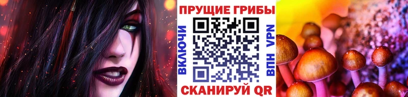 Купить закладки  Щигры  Псилоцибиновые грибы Psilocybine cubensis 